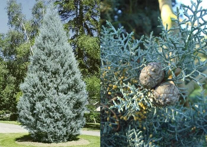 Аризонски кипарис/ Cupressus Arizonica